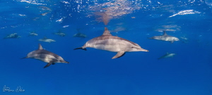 Pod Panorama by Steven Miller 